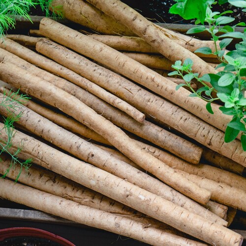 Fresh Whole Burdock Root, Gobo Root – Elevated By Nature