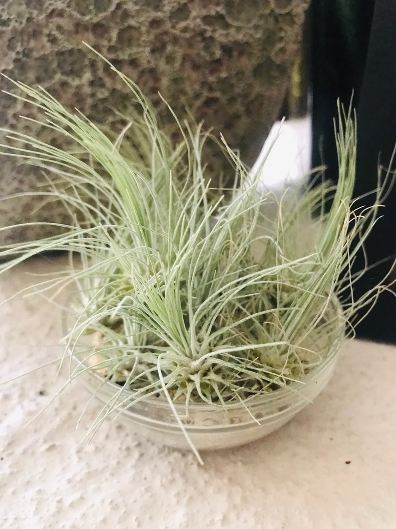 air plant variety pack Air Plant Premium Variety Pack – Elevated By Nature