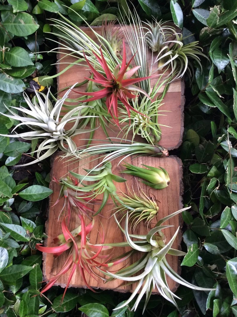 air plants varieties Air Plant Premium Variety Pack – Elevated By Nature